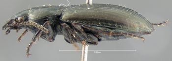 Media type: image;   Entomology 7392 Aspect: habitus lateral view